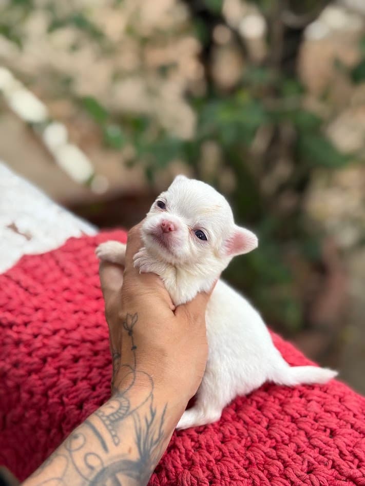 MELISSA FEMEA PELO LONGO - Imagem 2