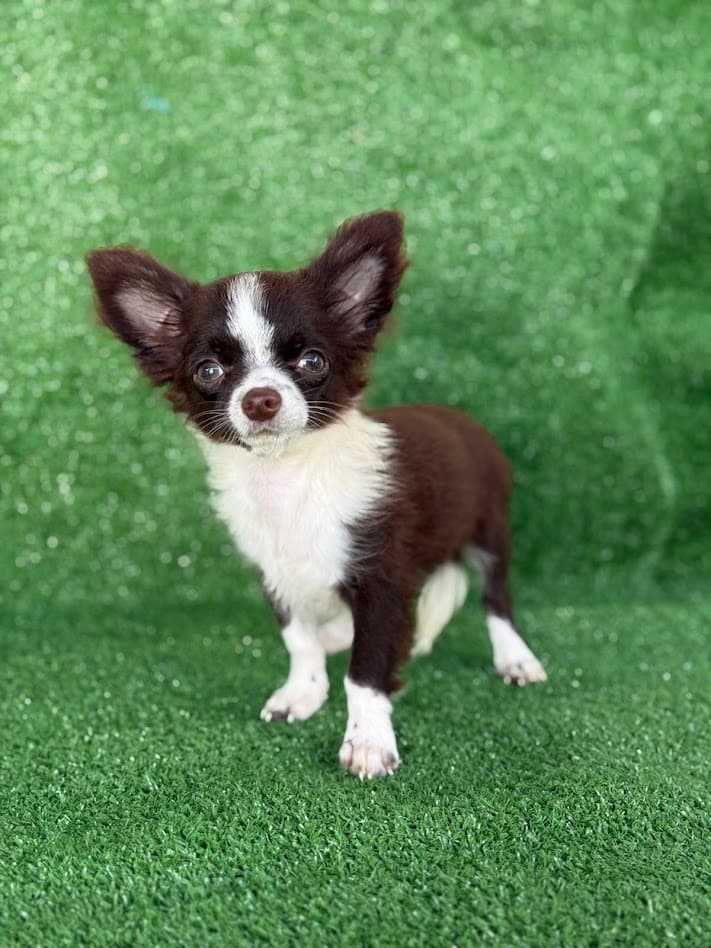 ZECA PELO LONGO - Imagem 2