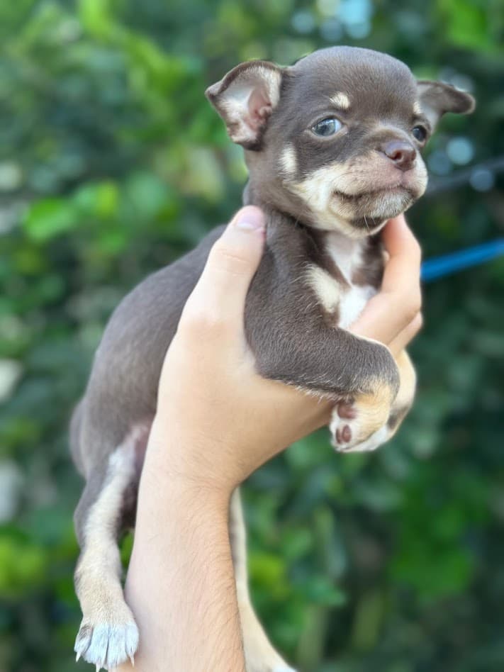 LIZ FEMEA CHOCOLATE PELO CURTO - Imagem 3