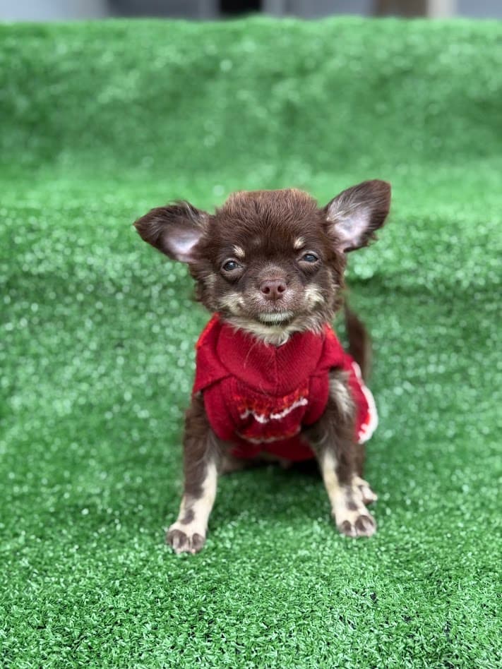 MAVIE FEMEA PELO LONGO - Imagem 3