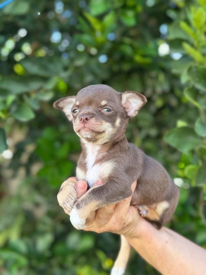 LIZ FEMEA CHOCOLATE PELO CURTO - Imagem 5