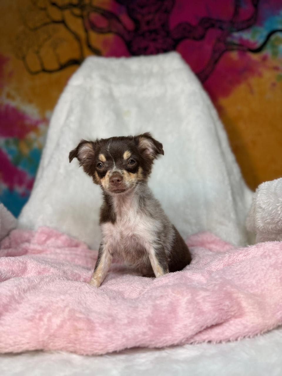 LILLY FEMEA PELO LONGO - Imagem 2