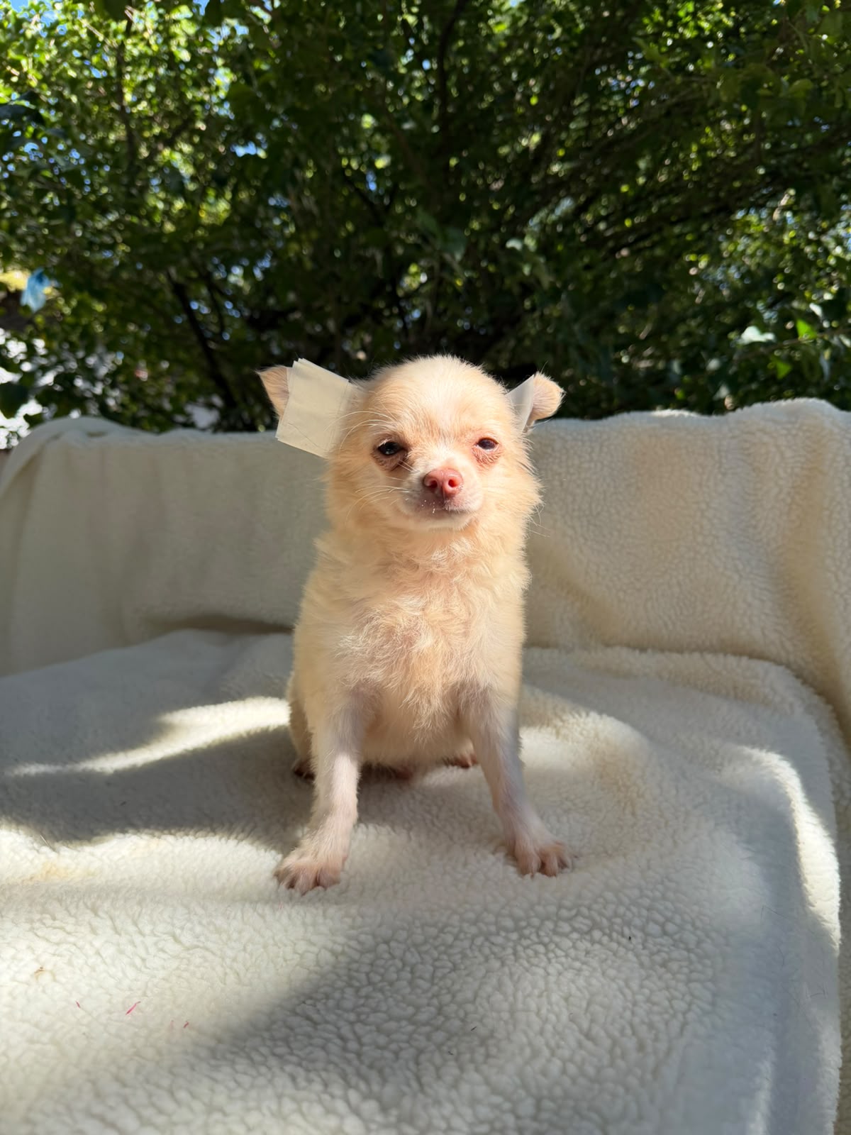 Filhote PANCHITO 4 MESES MACHO PELO LONGO