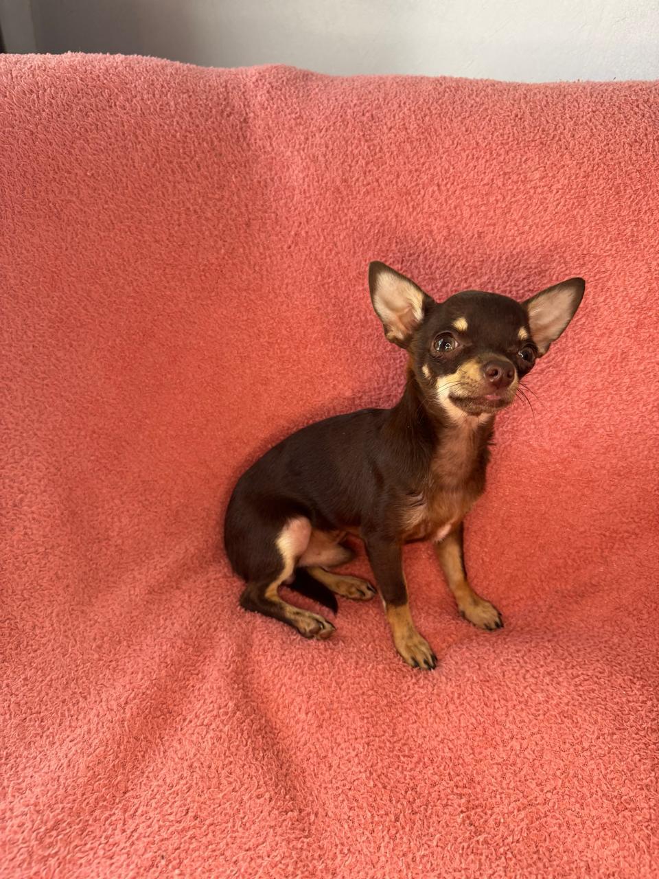 Filhote TICO MINUSCULO