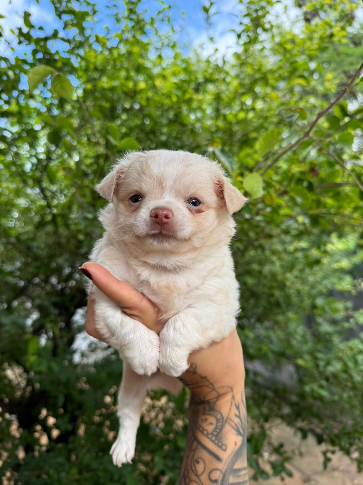 Filhote MACHO BRANCO PELO LONGO