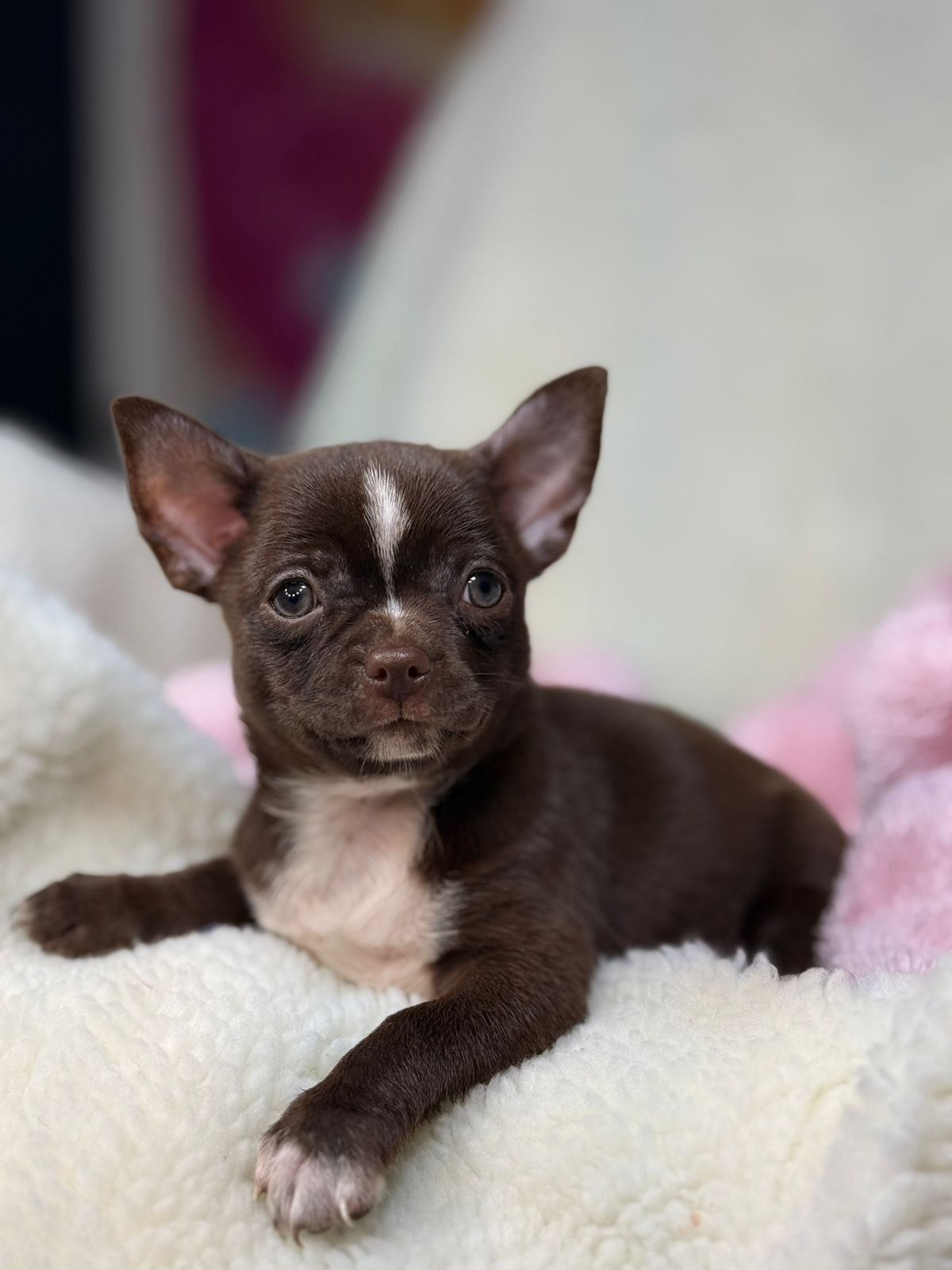 Filhote ANTONIA CHOCOLATE PELO CURTO