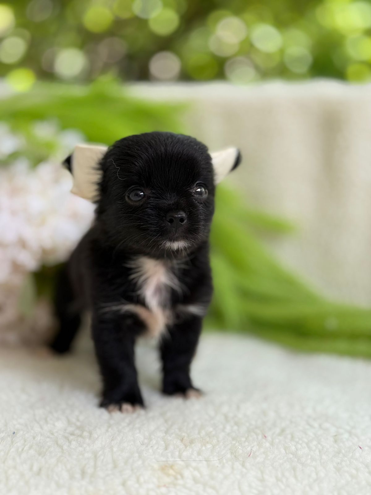 Filhote FEMEA BLACK PELO LONGO