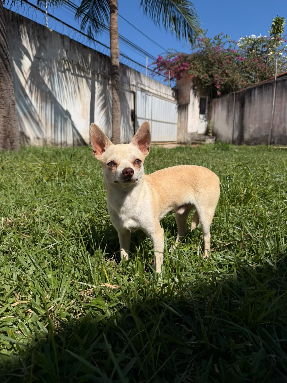 Filhote LORETTO MACHO PELO CURTO 7 MESES