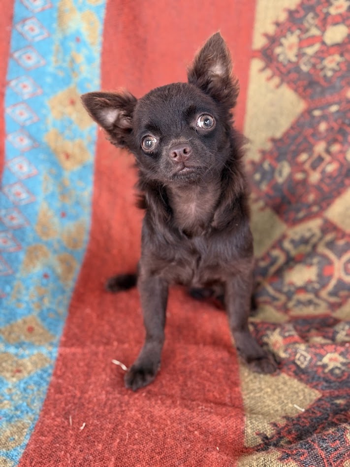 Filhote NESCAU CHOCOLATE PELO LONGO